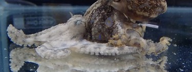 Sex is deadly for many males. The octopus has a strategy to survive: inject your partner poison