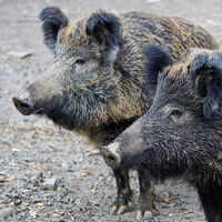 En 2011 Fukushima sufrió un accidente nuclear. En 2026 los jabalíes de la zona se han transformado en algo diferente 