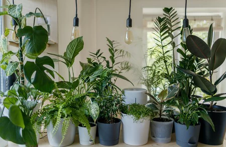 Maria Ferrarotto Experta En Plantas Si Se Colocas Corchos En La Tierra De Tus Macetas Esto Ayudara A Las Plantas A Recuperarse