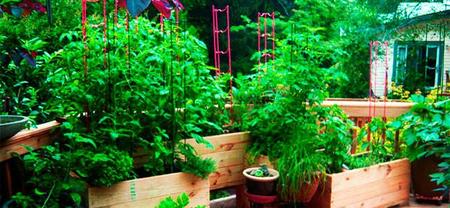 Urban Garden Hero, la aplicación ganadora del Megathon 2013