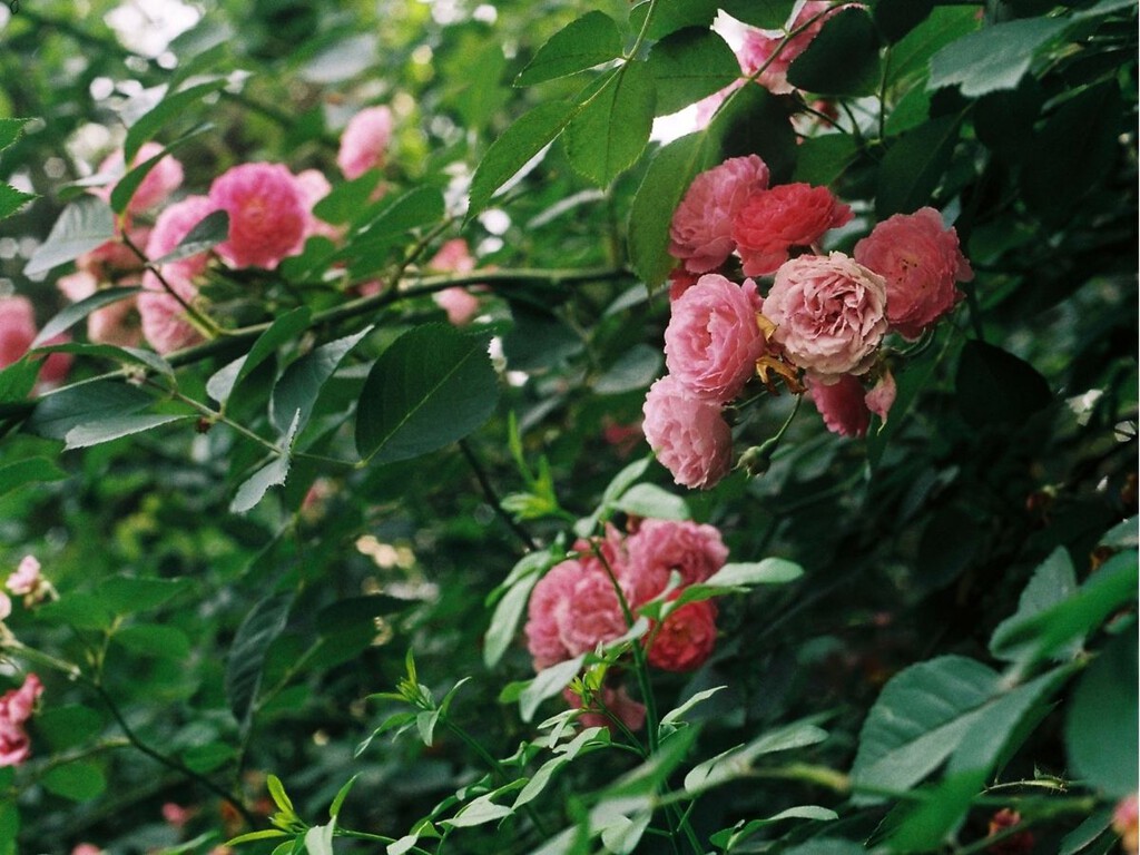 El cuidado que necesitan tus rosales en los últimos días del verano para seguir dando flores