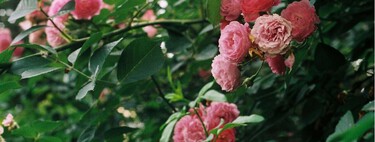 Qué cuidados necesitan tus rosales en los últimos días del verano para seguir dando flores