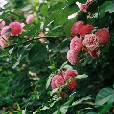 El cuidado que necesitan tus rosales en los últimos días del verano para seguir dando flores 