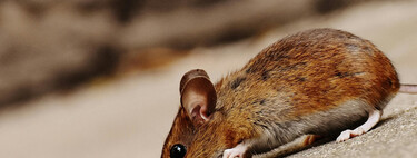 Esto es lo único que necesitas para echar a los ratones de tu casa sin necesidad de usar venenos 