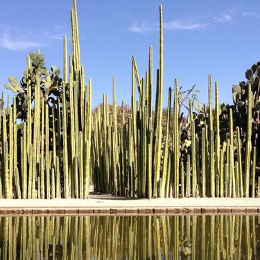 Este es uno de los jardines más famosos de México: está en Oaxaca y cuesta solo 50 pesos visitarlo