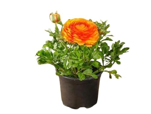 Ranúnculo Natural Planta de Primavera