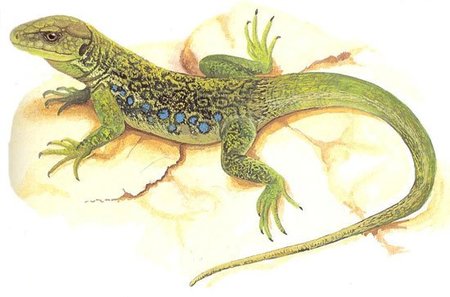 Singularidades extraordinarias de animales ordinarios (XXIX): el lagarto