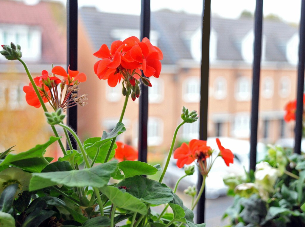 Tres plantas que debes poner en el balcón para repeler a los mosquitos este verano