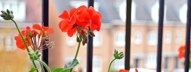 No más mosquitos en casa: si pones estas plantas en el balcón en el balcón o en la ventana podrás despedirte de estos insectos este verano 