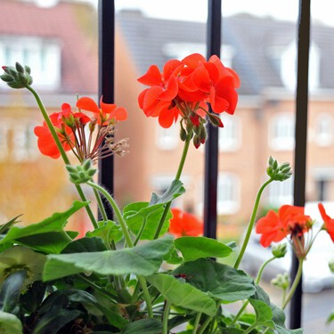No más mosquitos en casa: si pones estas plantas en el balcón en el balcón o en la ventana podrás despedirte de estos insectos este verano 