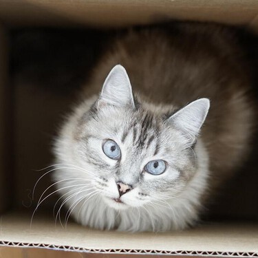 Me gasto una pasta en juguetes pero a mi gato le gustan más las cajas vacías de Amazon. La evolución es la culpable 