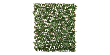 Celosia Con Plantas Lidl