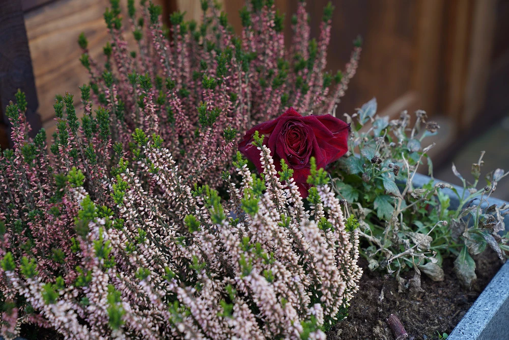 Foto de Sony A7 III - Muestras toma de contacto (5/17)