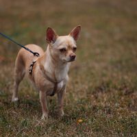 Veterinarios descubren que este perro chihuahua no estaba cansado: había inhalado cocaína y presentó una arritmia inusual 