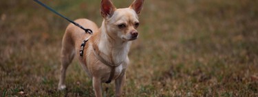 Veterinarios descubren que este perro chihuahua no estaba cansado: había inhalado cocaína y presentó una arritmia inusual 