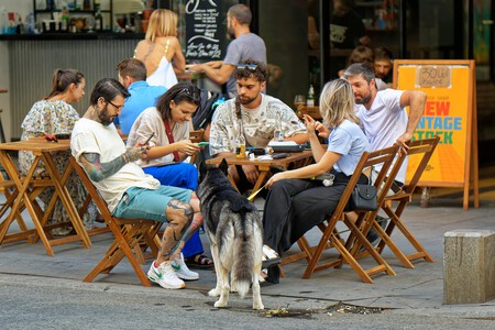 Perros Podran Acceder A Trenes Bares Hoteles Por Ley