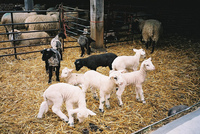 Animales y desarrollo del lenguaje