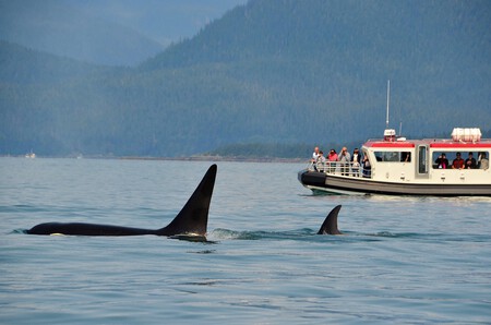 Dos orcas nadando cerca de un barco de turista
