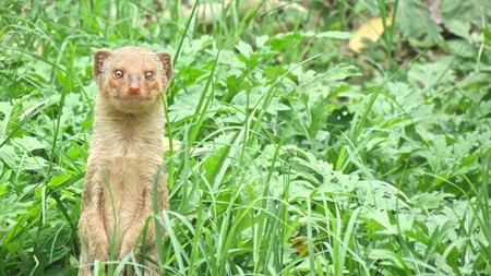 Astonished