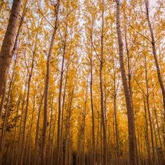 Foto 5 de 13 de la galería fondos-de-naturaleza en Xataka Android