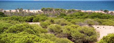Em 1900, um engenheiro empreendeu uma tarefa monumental contra o deserto: hoje, seu legado é uma floresta de 800 hectares de frente para o Mediterrâneo 