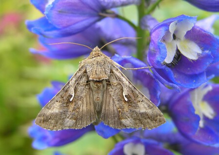 2441 Silver Y Autographa Gamma 3209609606