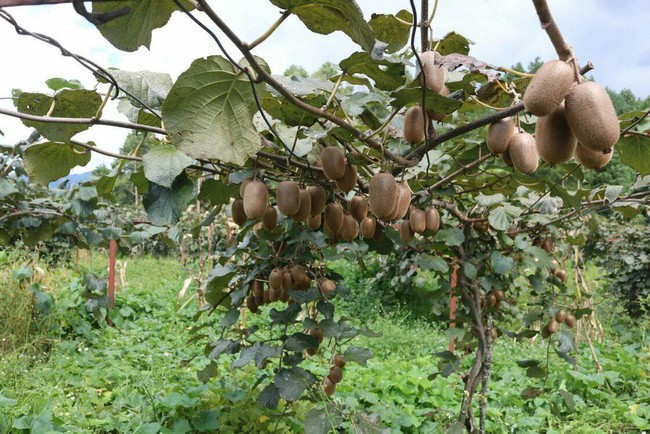 Kiwis