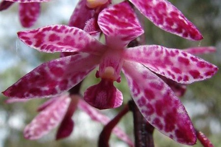 Después de sufrir un daño mecánico, hay flores capaces de recuperarse retorciéndose hasta exponer de nuevo sus órganos sexuales