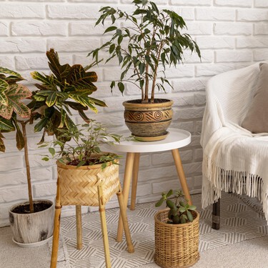 Ayer llegó a Lidl la planta perenne ideal para dar color a tu casa en otoño: cuesta menos de 3 euros