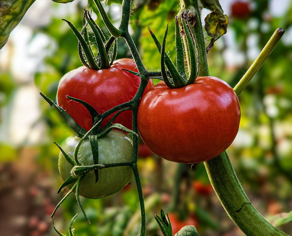 Qué hay que plantar al lado de los tomates para que crezcan más sanos y grandes que nunca