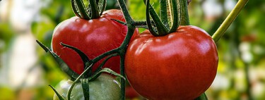 Qué hay que plantar al lado de los tomates para que crezcan más sanos y grandes que nunca