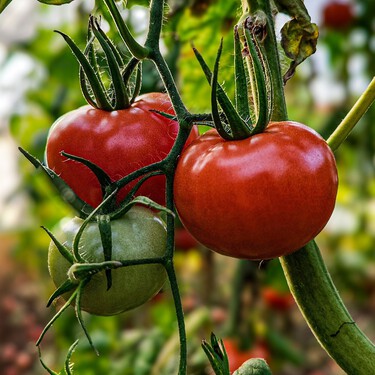 Qué hay que plantar al lado de los tomates para que crezcan más sanos y grandes que nunca