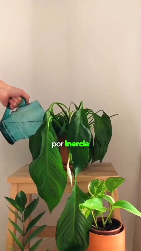plantas