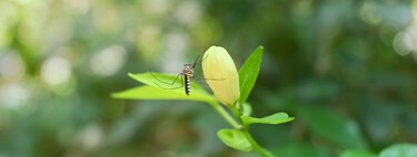 Adiós a los mosquitos en casa con estos cinco productos de Action por menos de 5 euros