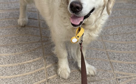 Encuentra un perrito perdido, y alucina al descubrir lo que es un AirTag y cómo la dueña los encuentra gracias a él