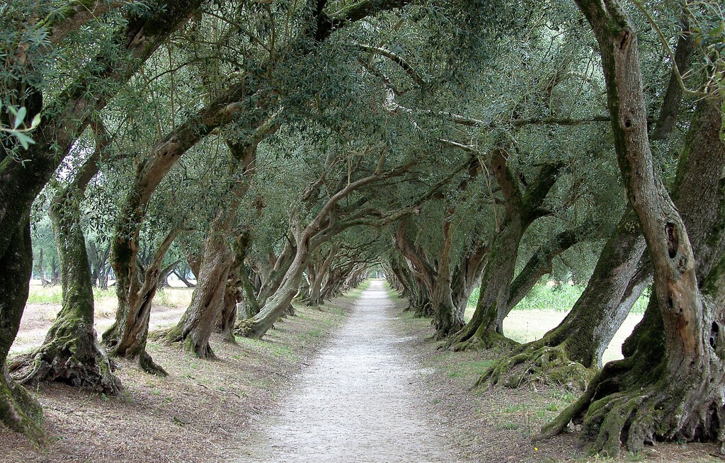 Galicia fue una destacada tierra de olivares hace siglos. Por qué eso cambió aún es motivo de debate entre los expertos 