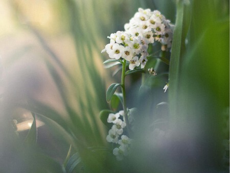 Alyssum