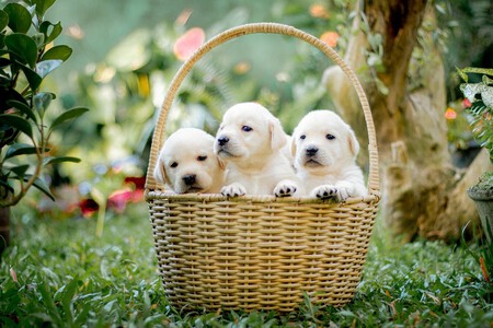 Perra Cachorros Ley Bienestar Animal Cria