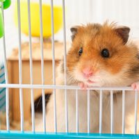 Serial killer de hamsters: homem é detido no Japão por exterminar 50 hamsters; acusado de maus-tratos contra pequenos roedores choca o país com atos de crueldade e vira alvo de investigação de autoridades locais 