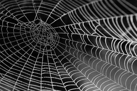 ¿Tela de araña como músculo robótico? Sí, es posible