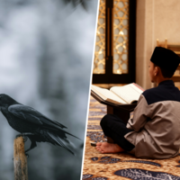 A Líbia decidiu que todo o peso da lei islâmica deve recair sobre uma coisa em particular: os corvos