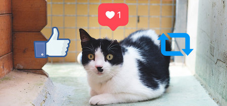 Por qué las redes sociales ayudan a la adopción animal pero también la complican: así es llevar una protectora en la era de Internet 