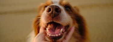 ¿Tenemos que cepillarle los dientes a nuestros perros? Cómo hacerlo y qué productos utilizar 