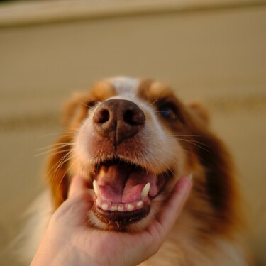 ¿Tenemos que cepillarle los dientes a nuestros perros? Cómo hacerlo y qué productos utilizar 