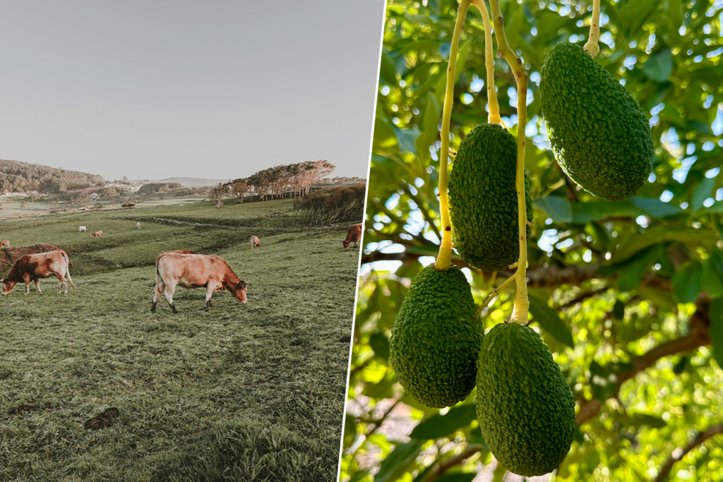 Andalucía se ha convertido en tierra hostil para el aguacate. Así que una región inesperada le está tomando el relevo: Galicia