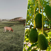 Andalucía se ha convertido en tierra hostil para el aguacate. Así que una región inesperada le está tomando el relevo: Galicia