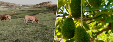 Andalucía se ha convertido en tierra hostil para el aguacate. Así que una región inesperada le está tomando el relevo: Galicia