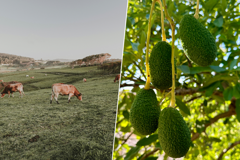 Andalucía se ha convertido en tierra hostil para el aguacate. Así que una región inesperada le está tomando el relevo: Galicia