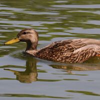 El pato mexicano está amenazado y se parece demasiado a otro pato. La UNAM acaba de secuenciar su genoma para entenderlo mejor 