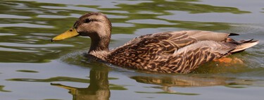 El pato mexicano está en riesgo, pero la ciencia ya ha dado un gran paso para salvarlo: descifrar su ADN